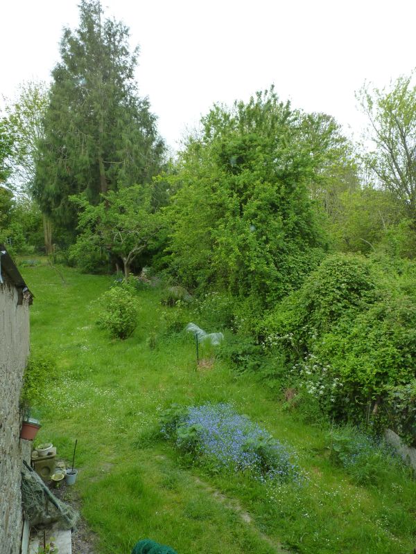 Jardin du  gîte en Normandie dans la baie du  Mont Saint-Michel, On y voit plusieurs arbres dont un sapin, des myosotis