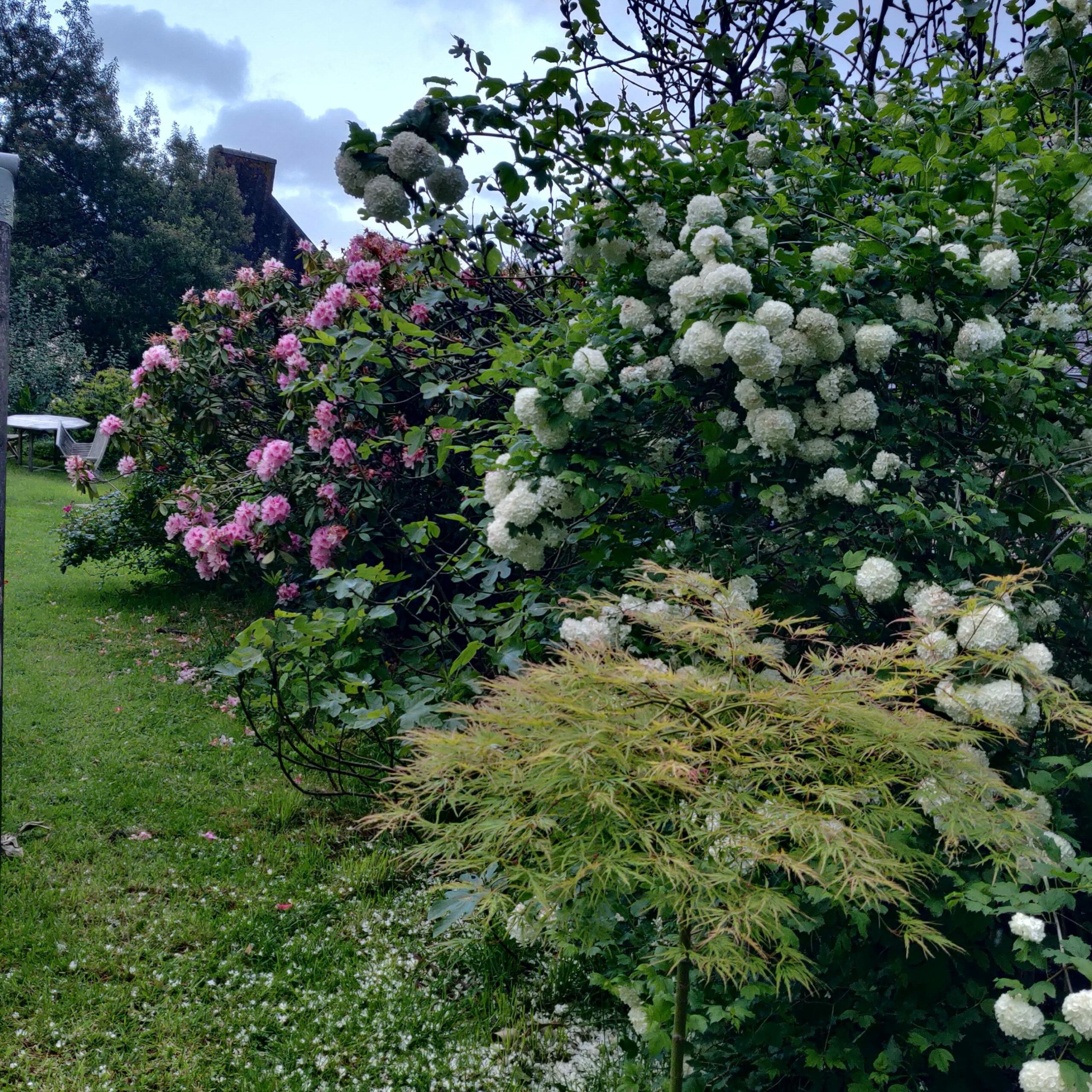 jardin avec erable du japon, un  arbre boule de neige, un rhododendron rose et la table de jardin au fond