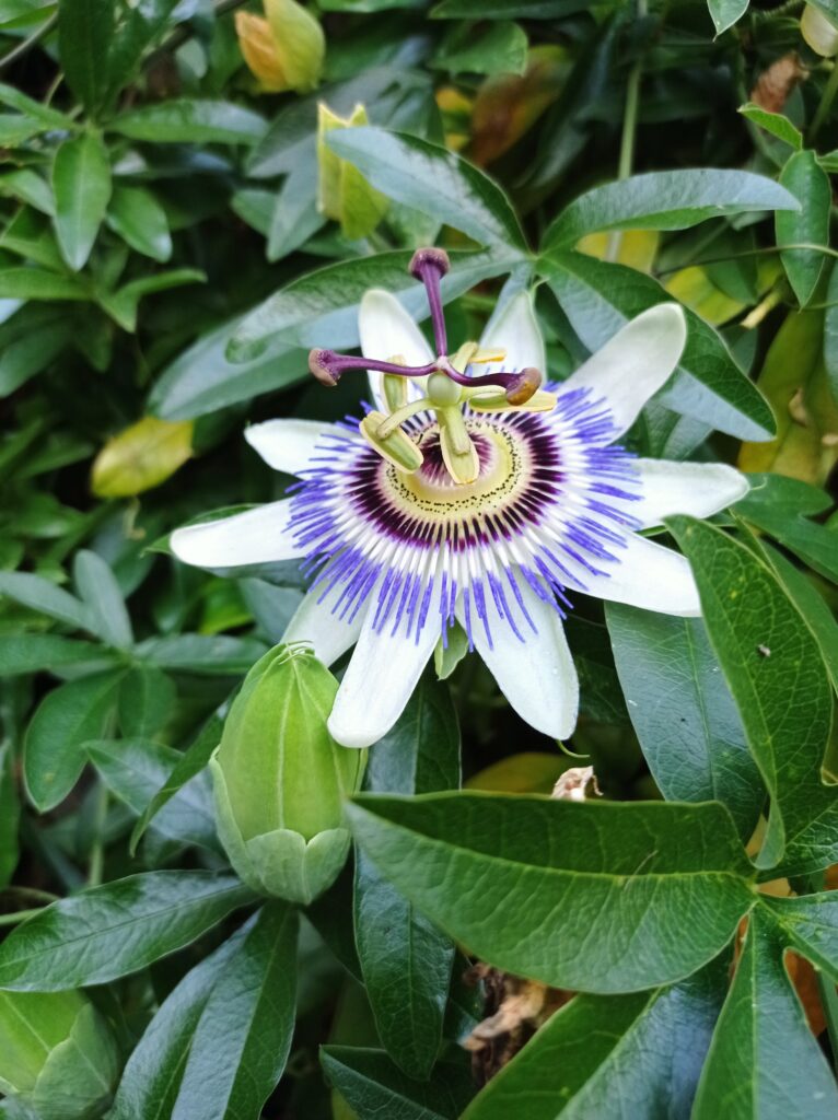 vu des arbustes du jardin 