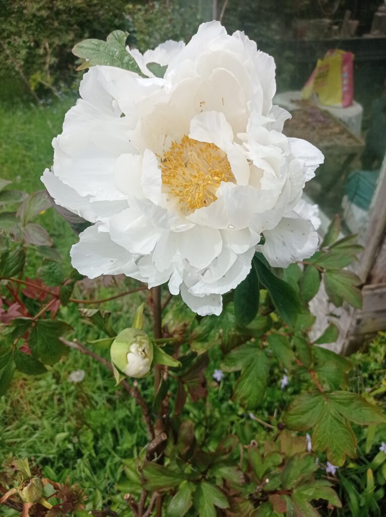 pivoine blanche avec le pistille jaune