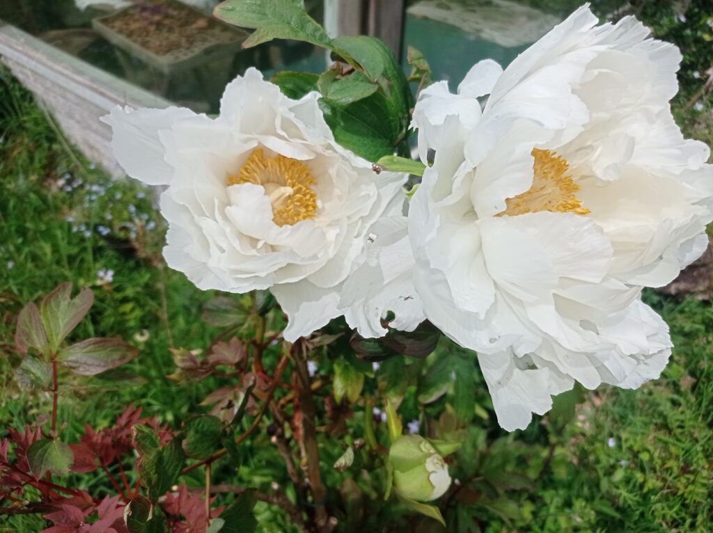 Un arbre à pivoine avec deux fleurs blanches et leur pistille  jaune