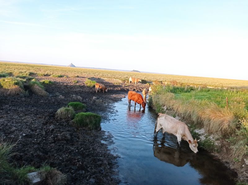 2 vaches dans les prés salés  en train de boire